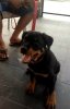 Adorable-Rottweiler-Puppy-20140823172959.jpg