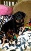 german-rottweiler-puppies--8-weeks-old-americanlisted_35538789.jpg