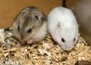 winter-white-dwarf-hamster-69410.jpg