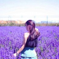 lavender beauty